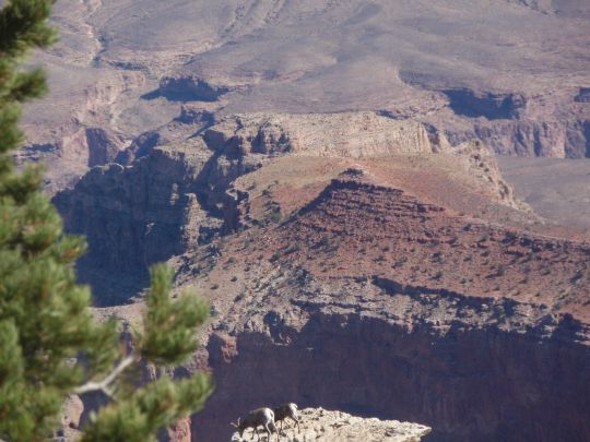 08-039 - Le Grand Canyon